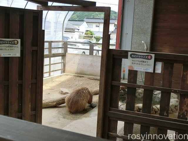 真庭あぐりガーデンうさ八３４　かぴばら