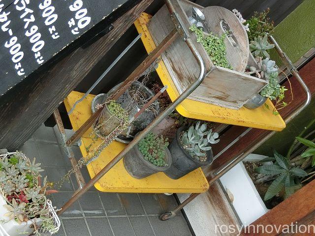 キッチンネコマチ１　多肉植物
