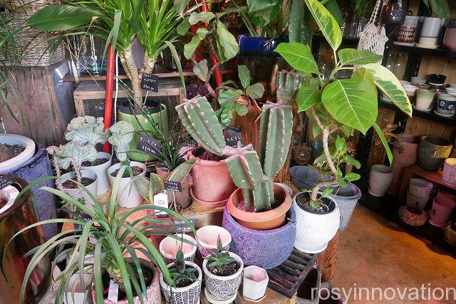 はなうりカフェ２４　植物