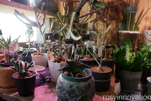 はなうりカフェ２８　植木