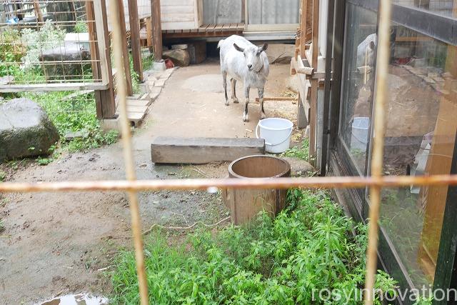 ココレカフェ岡山 (18)やぎ
