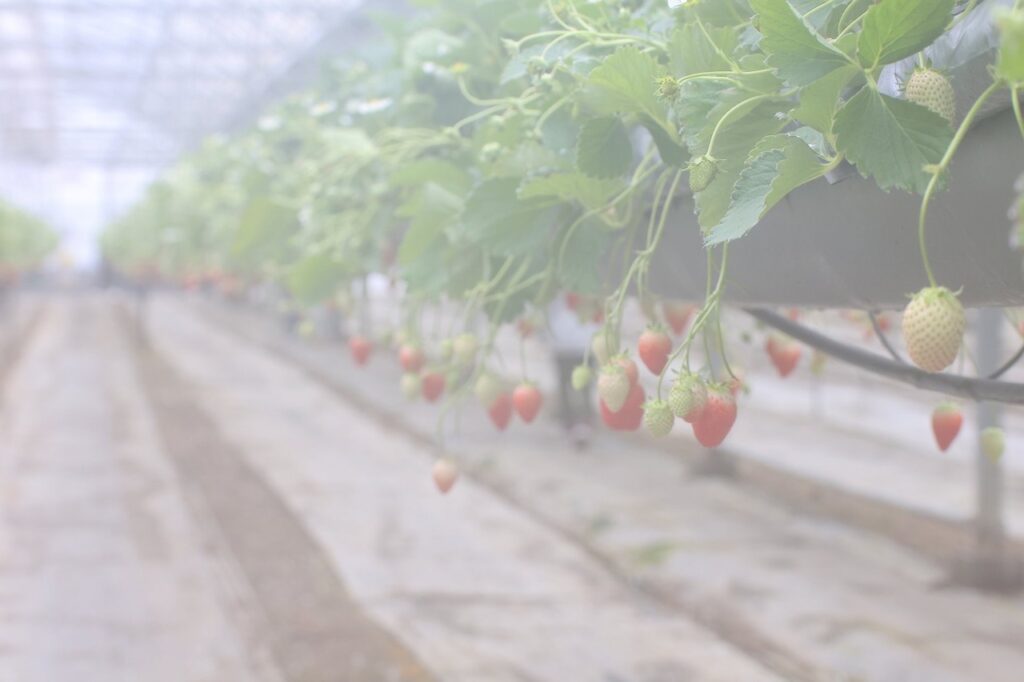 農マル園芸吉備路農園 いちご狩り 2026年3 値段