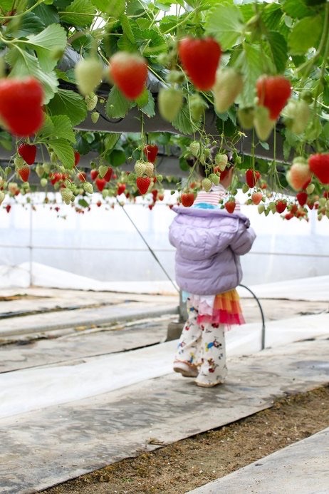 農マル園芸吉備路農園 いちご狩り 2026年3 予約
