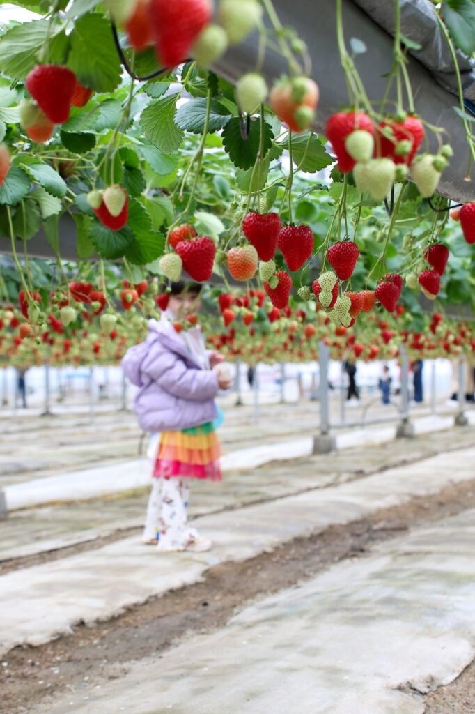 農マル園芸吉備路農園 いちご狩り 2026年3
