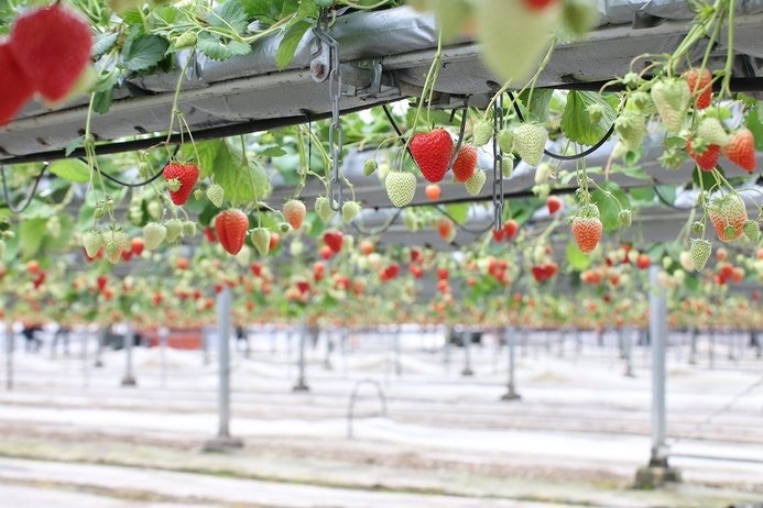 農マル園芸吉備路農園 いちご狩り 2026年3 観光