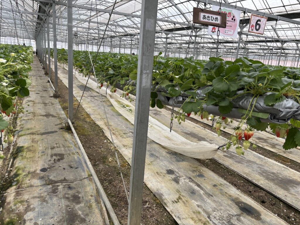 農マル園芸吉備路農園 いちご狩り 2026年3 口コミ