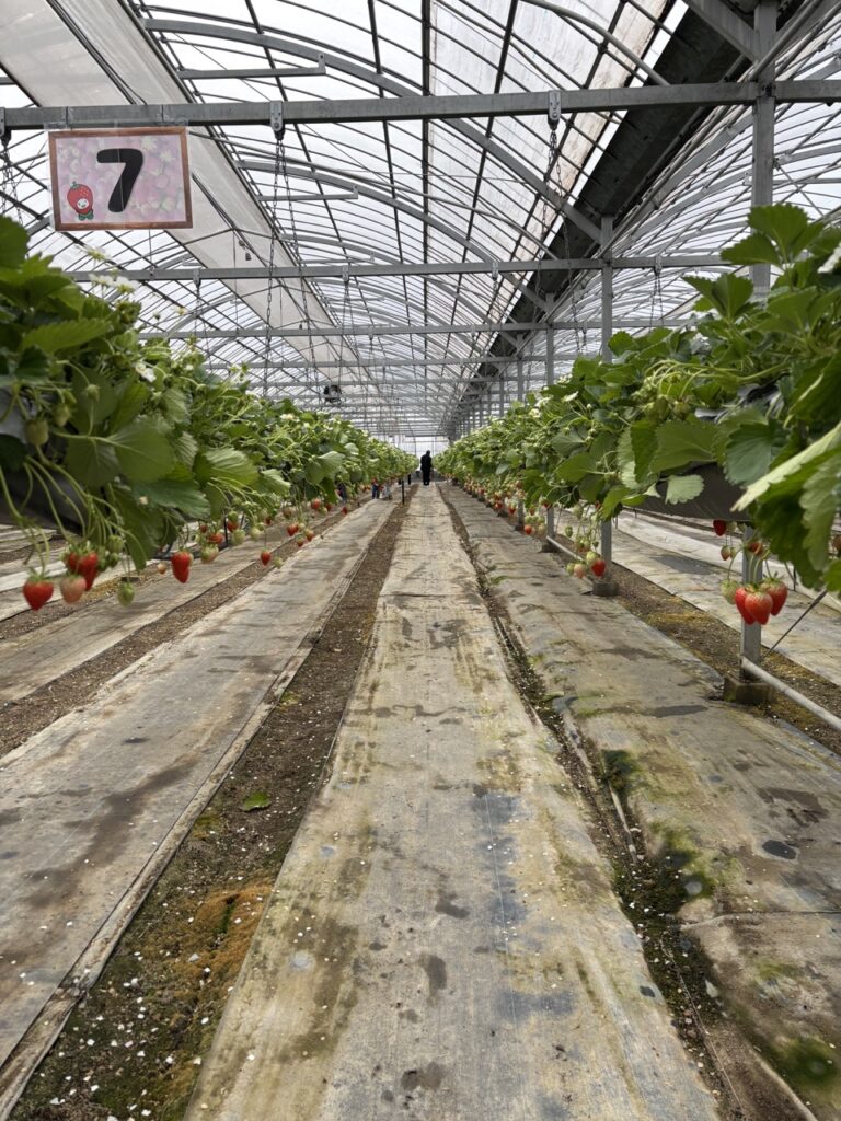 農マル園芸吉備路農園 いちご狩り 2026年3 体験